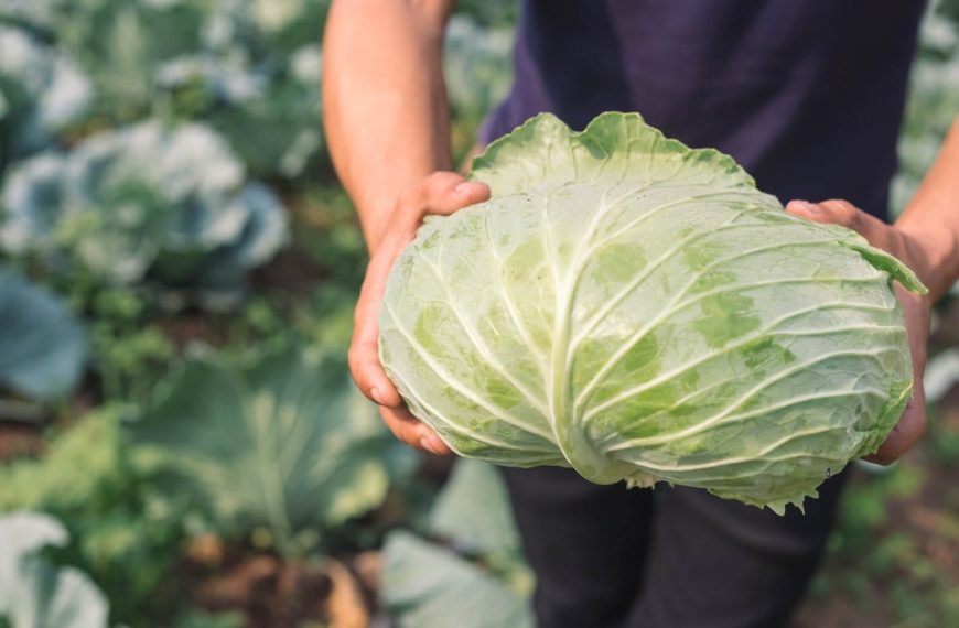 Kohl – Gemüse mit Heilkraft und guten Eigenschaften
