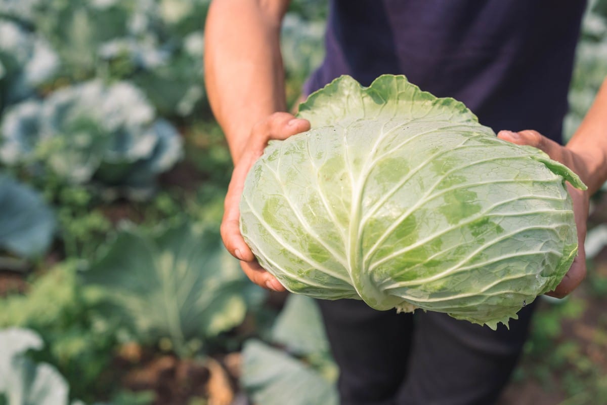 Kohl - Gemüse mit Heilkraft und guten Eigenschaften|Unterschiedliche-Kohlsorten-und-ihr-Vitamingehalt|Kohl-ist-viel-eiweissreicher-als-Moehren