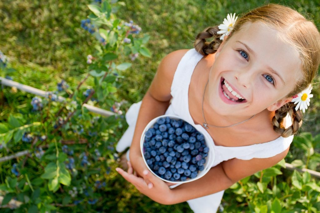 Schlank und gesund mit Blaubeeren|Was enthalten die Blaubeeren|Blaubeeren - der Schlüssel zur ewigen Jugend|Vorteile von Blaubeeren für den Magen und die Figur|Blaubeeren auf der Welt|Blaubeeren für Herz und Blutgefäße