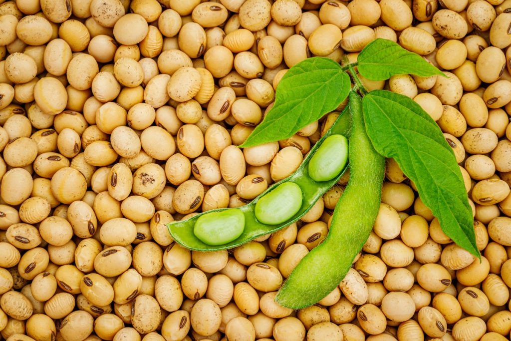 Sojabohnen - Viel mehr als nur Bohnen!|Sojabohnen-mit-gesundheitlichen-Vorteilen|Edamame-und-Tofu|Natto-ist-ein-traditionelles-japanisches-Gericht|Sojamilch-und-Sojajoghurt