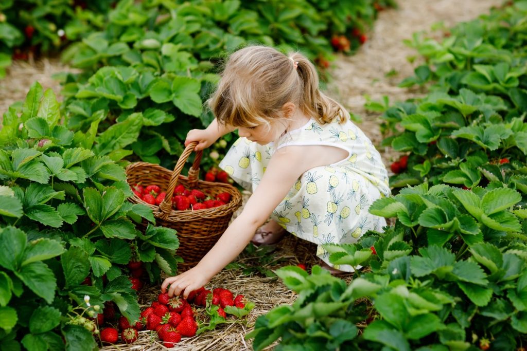 Sommerzeit ist Beerenzeit und die perfekte Vitaminbombe|Beeren sind eine natürliche Energiequelle|Beeren verbessern die Verdauung|Beeren für die Sehschärfe