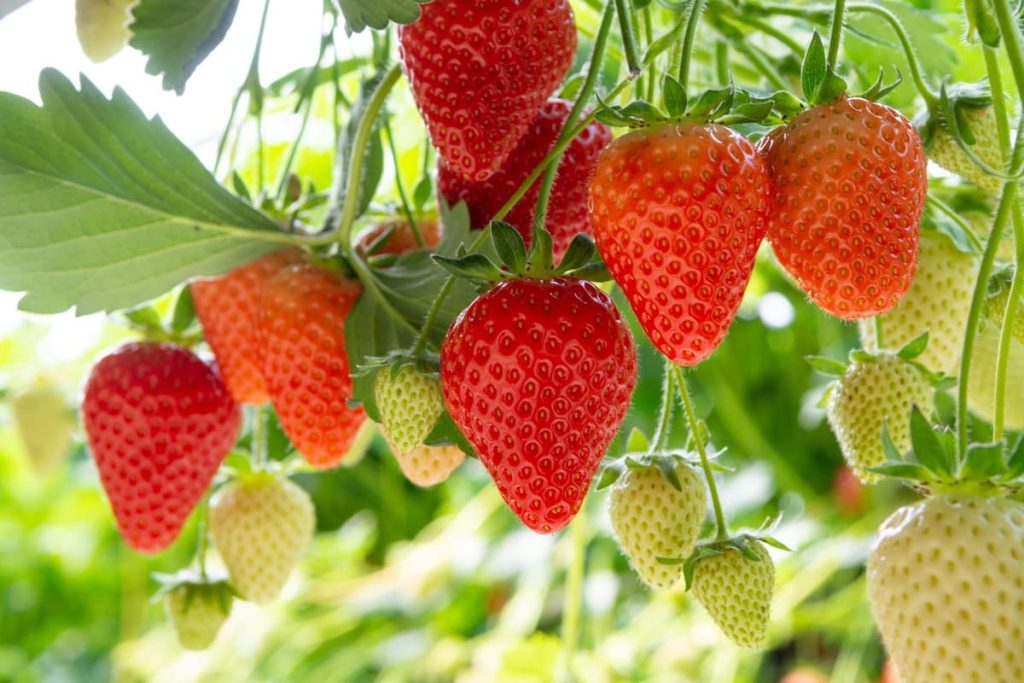 8 Vorteile warum Erdbeeren gesund sind|Erdbeeren-schuetzen-vor-Herzkrankheiten|Mit-Erdbeeren-gesund-durch-die-Schwangerschaft|Erdbeeren-entgiften-den-Koerper|Erdbeeren-sind-reich-an-Antioxidantien|Erdbeeren-schuetzen-vor-Krebs