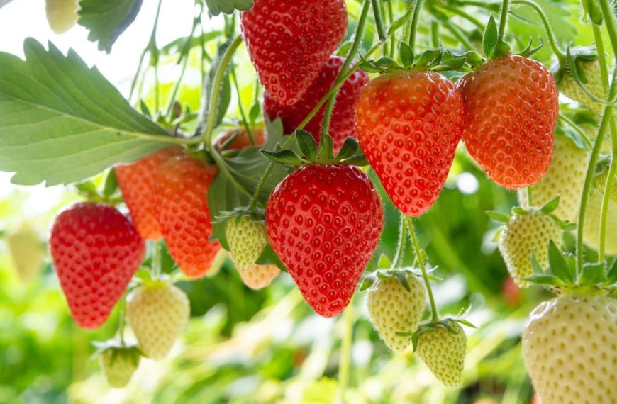 Warum Erdbeeren so gesund sind