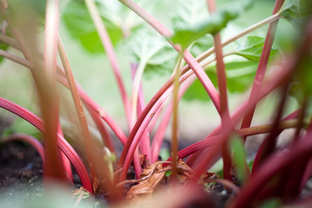 Rhabarber enthält Antioxidantien