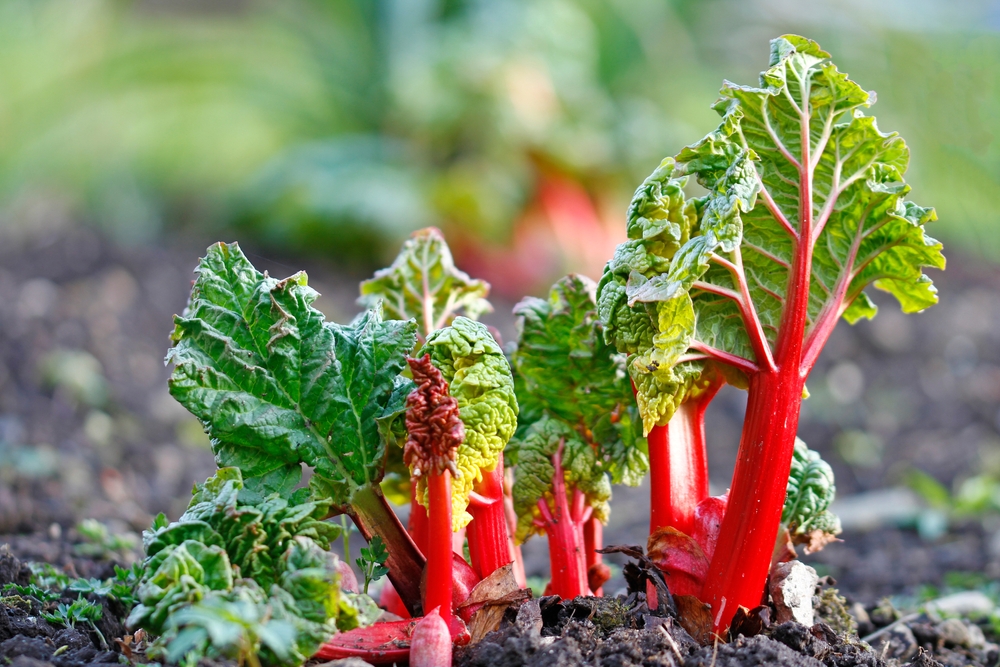 Rhabarber im Gartenjahr Von der Pflanzung bis zur Ernte begleitet