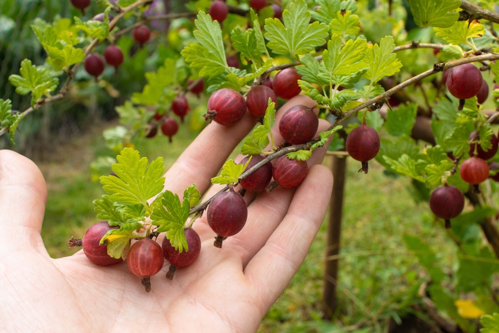 Gesunde Stachelbeeren Nährstoffgehalte und gesundheitliche Vorteile