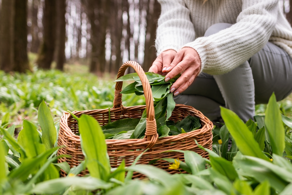 Vom Wald in die Küche Die besten Tipps zum Sammeln von Bärlauch
